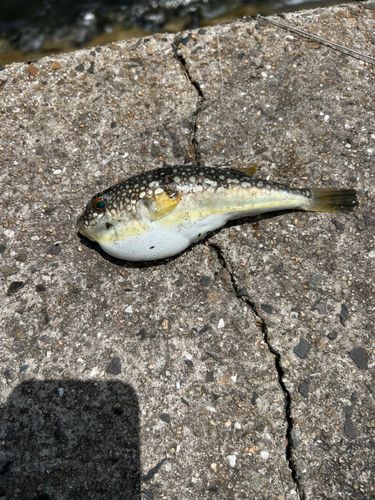 フグの釣果