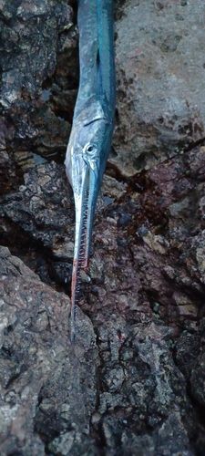 ダツの釣果