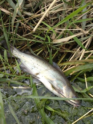 アメリカナマズの釣果