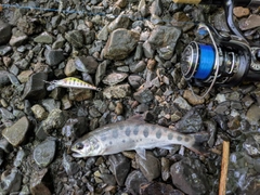 ヤマメの釣果
