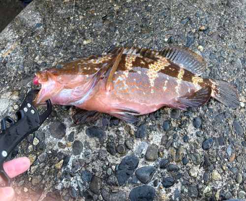 キジハタの釣果