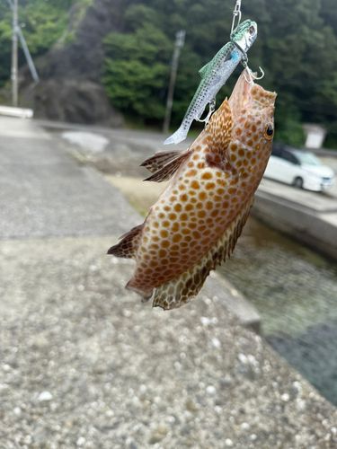 オオモンハタの釣果