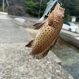 オオモンハタ