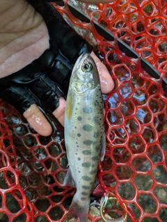 ヤマメの釣果
