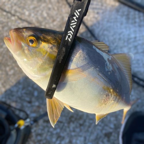 ショゴの釣果
