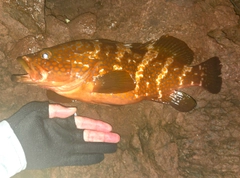 キジハタの釣果
