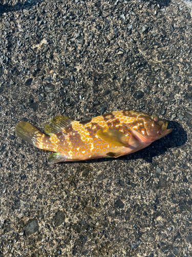 キジハタの釣果