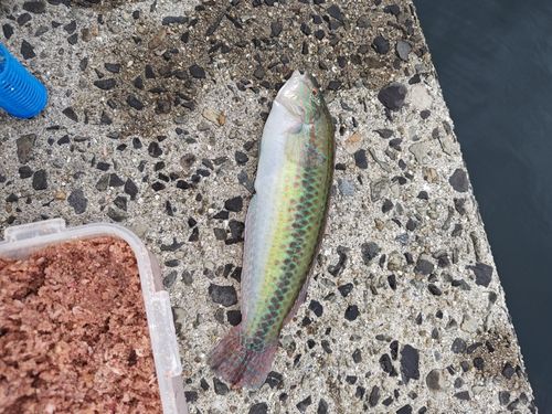 キュウセンの釣果