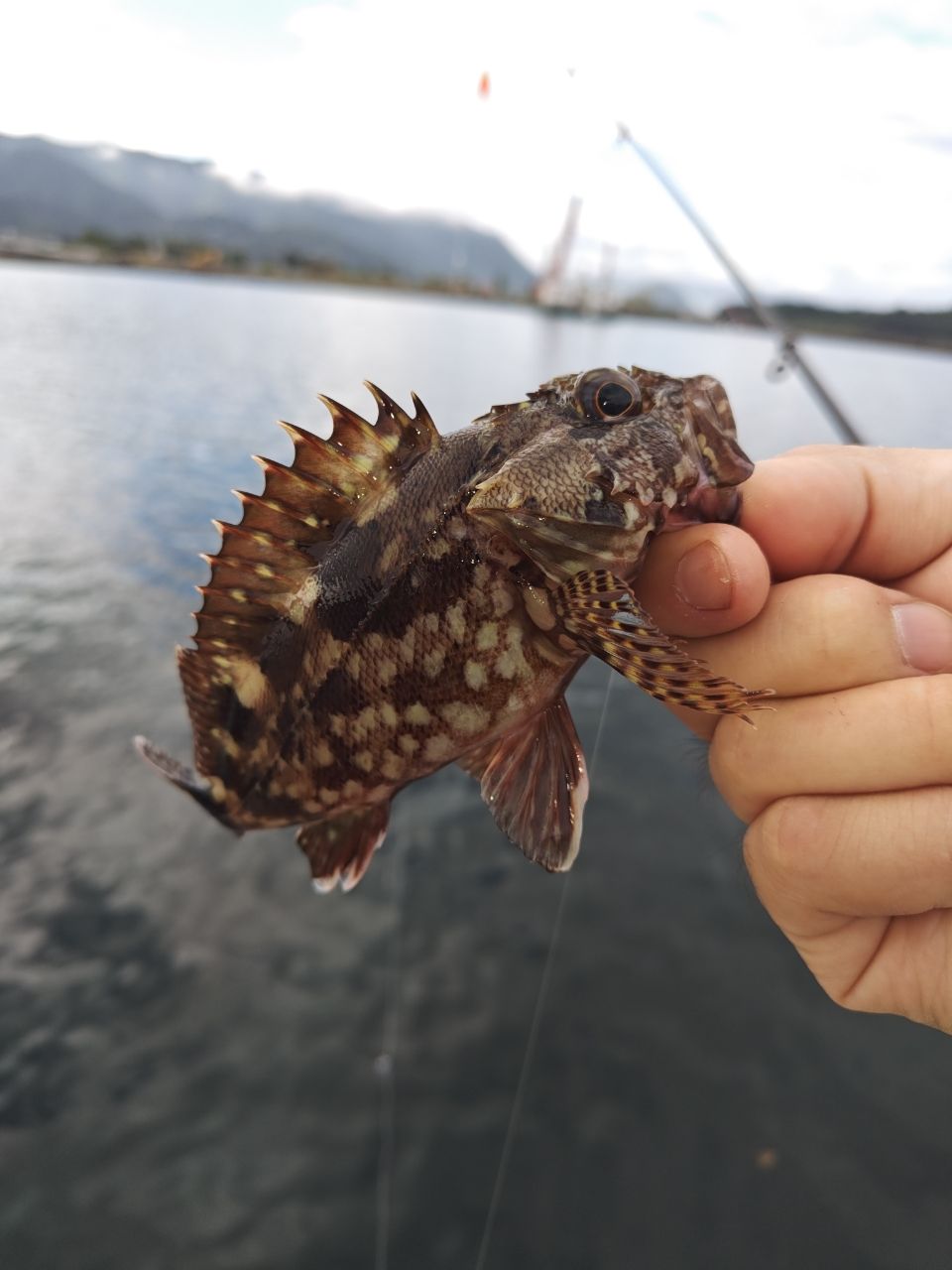 キュウセン