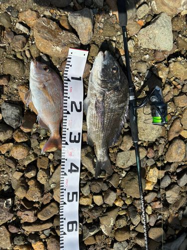 チヌの釣果
