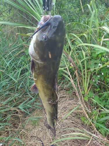 アメリカナマズ