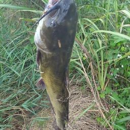 アメリカナマズ