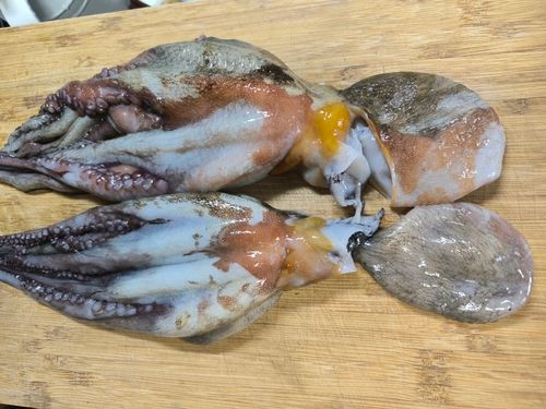 タコの釣果