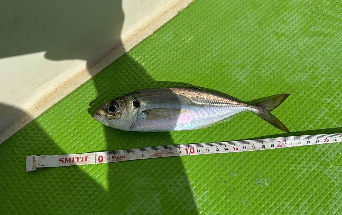 Black Eyesさんの釣果 1枚目の画像