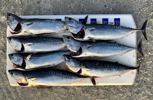 マルソウダの釣果