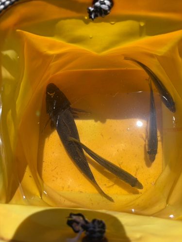 ヌマチチブの釣果