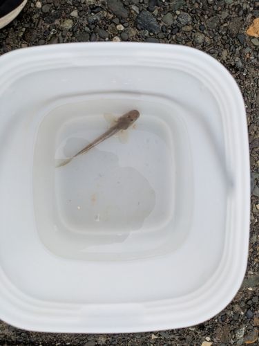 ハゼの釣果