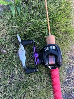 ヒラスズキの釣果