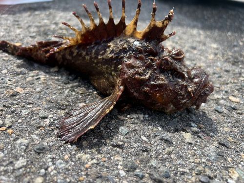 オニオコゼ
