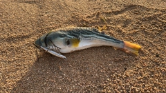 シマフグの釣果