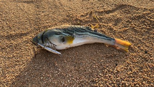 シマフグの釣果