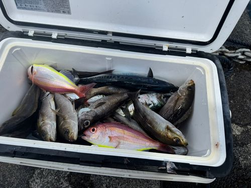 メダイの釣果