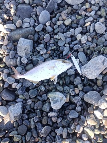 ショゴの釣果