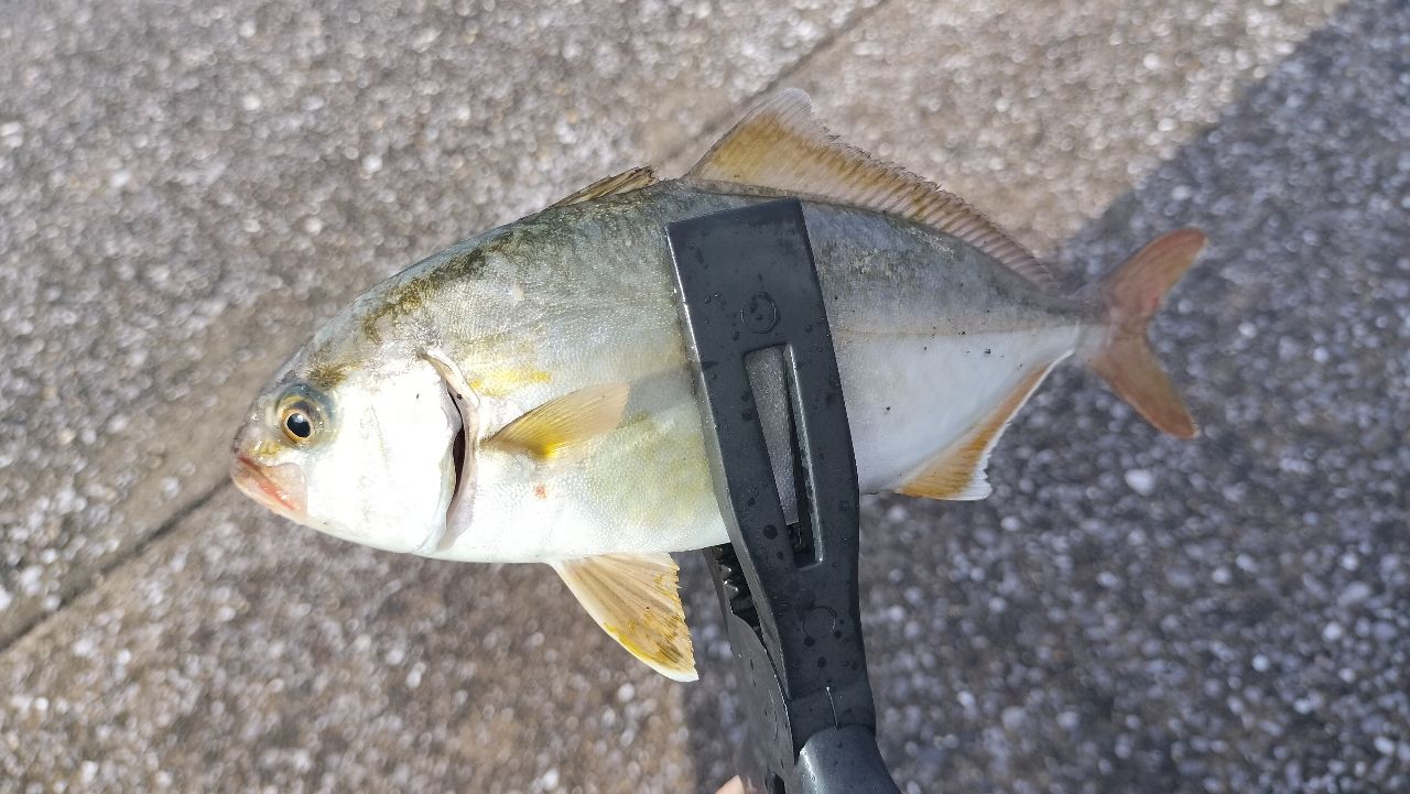 アジ