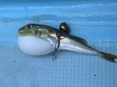 クロサバフグの釣果