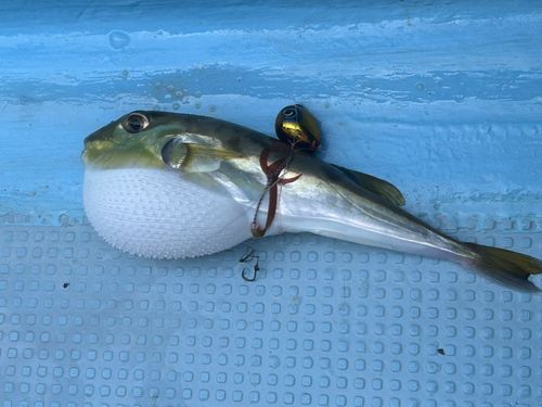 クロサバフグの釣果