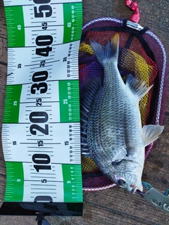 キビレの釣果