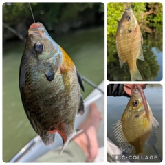 ブルーギルの釣果