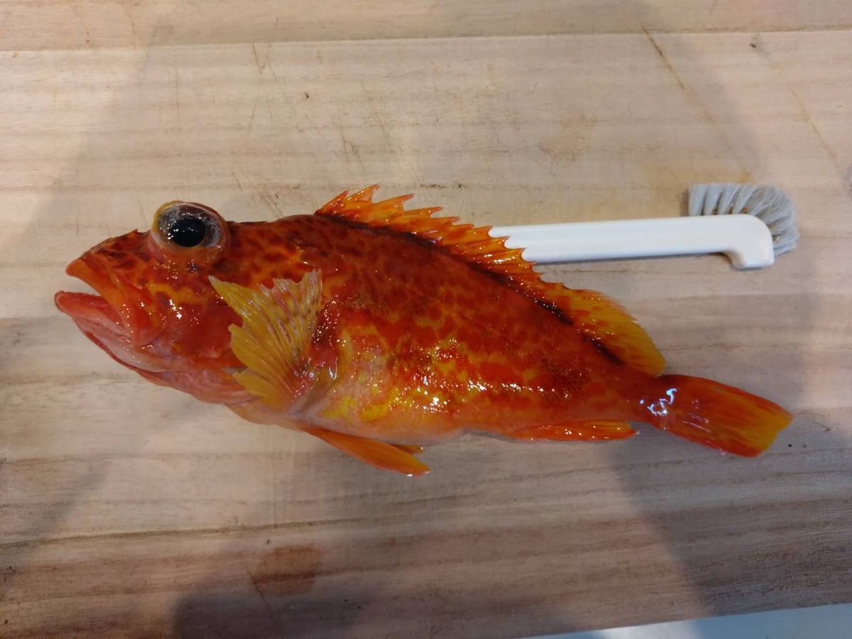 あじたまさんの釣果 1枚目の画像