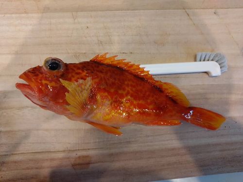 アヤメカサゴの釣果