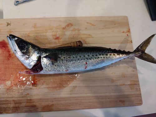 ゴマサバの釣果