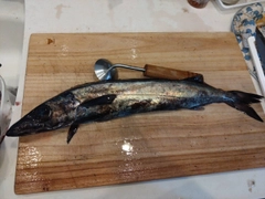 スミヤキの釣果