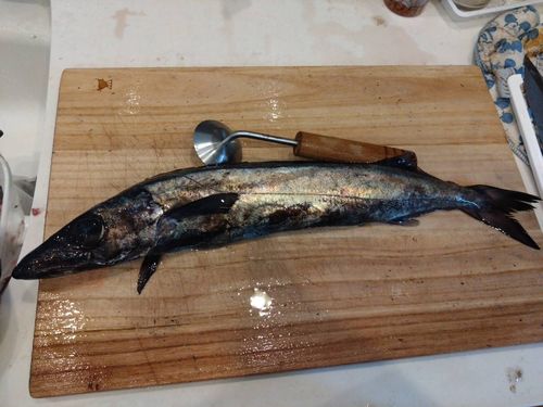 スミヤキの釣果