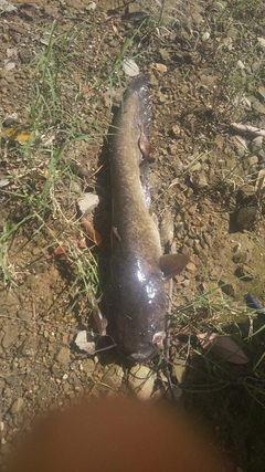 ナマズの釣果