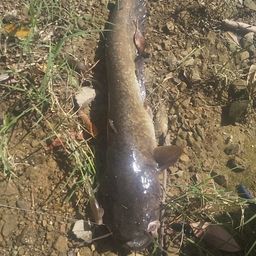 ナマズ