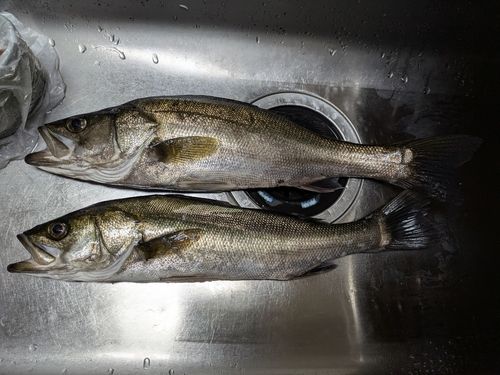 セイゴ（マルスズキ）の釣果