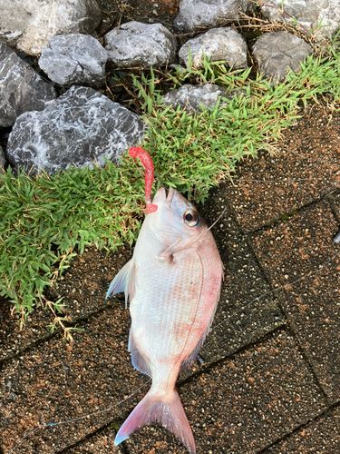 タイの釣果