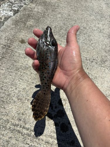 ソウシハギの釣果