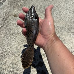 ソウシハギ