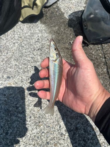 シロギスの釣果