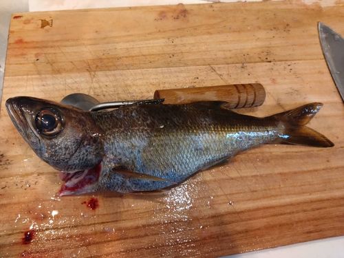 クロムツの釣果