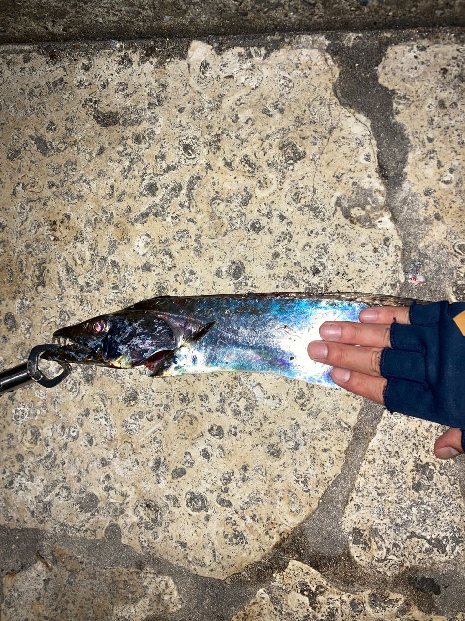 タチウオ