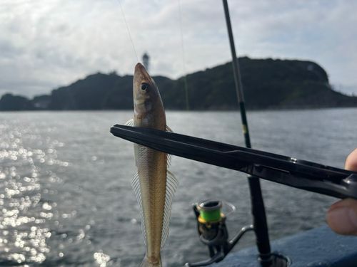 シロギスの釣果