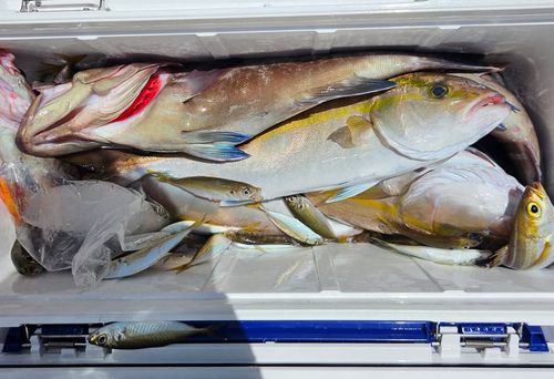 マハタの釣果