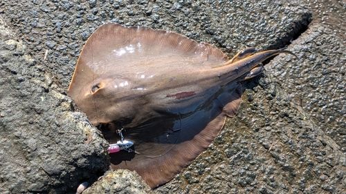 アカエイの釣果
