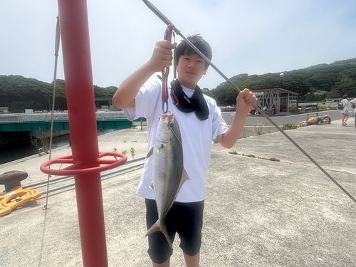 ショゴの釣果